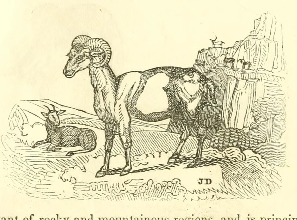 An illustration from The naturalist's library : containing scientific and popular descriptions of man, quadrupeds, birds, fishes, reptiles and insects, 1854, leaf 382