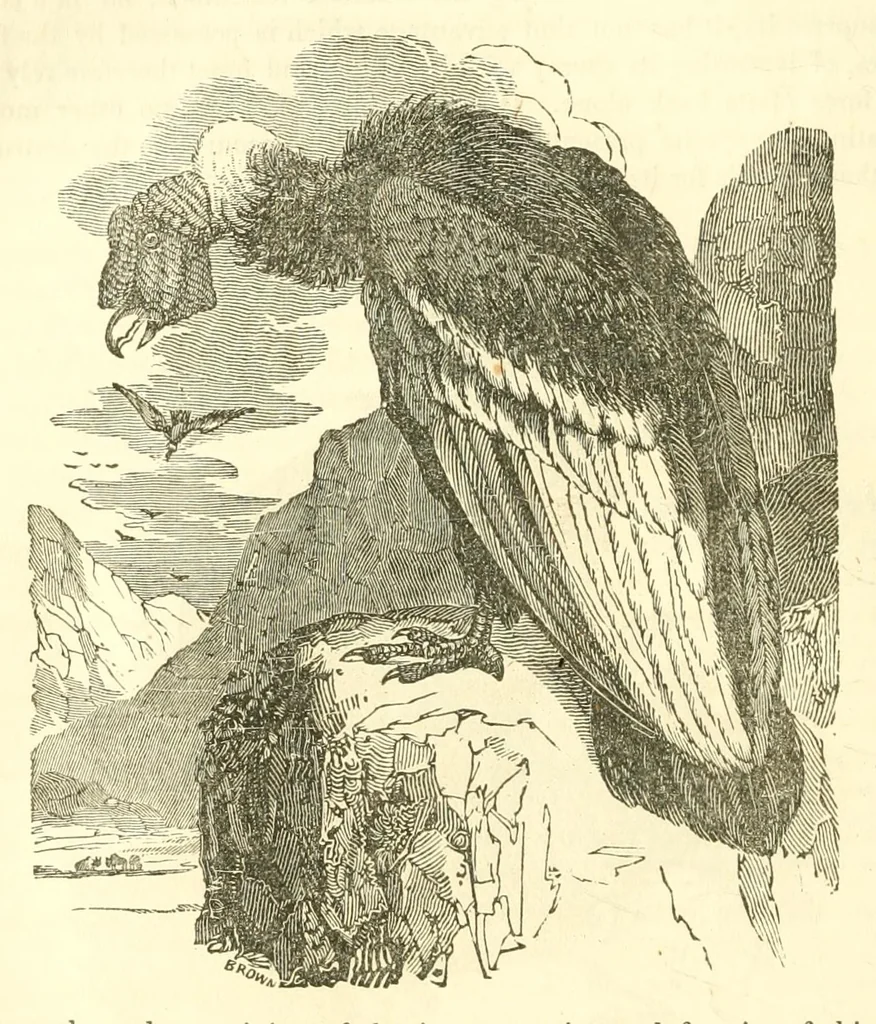 An illustration from The naturalist's library : containing scientific and popular descriptions of man, quadrupeds, birds, fishes, reptiles and insects, 1854, leaf 422