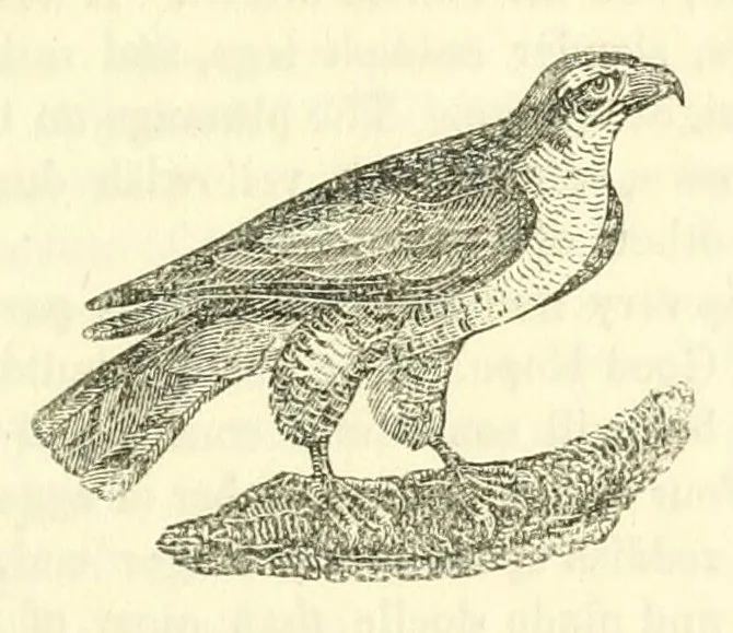 An illustration from The naturalist's library : containing scientific and popular descriptions of man, quadrupeds, birds, fishes, reptiles and insects, 1854, leaf 461
