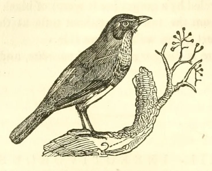 An illustration from The naturalist's library : containing scientific and popular descriptions of man, quadrupeds, birds, fishes, reptiles and insects, 1854, leaf 502