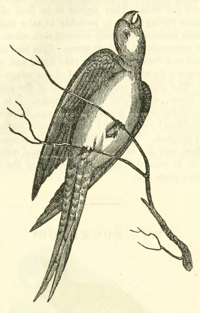 An illustration from The naturalist's library : containing scientific and popular descriptions of man, quadrupeds, birds, fishes, reptiles and insects, 1854, leaf 555