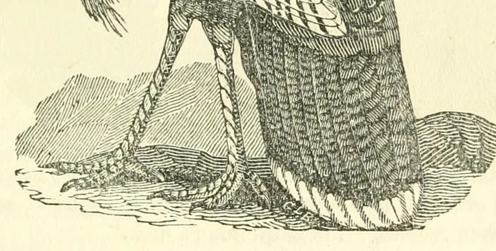 An illustration from The naturalist's library : containing scientific and popular descriptions of man, quadrupeds, birds, fishes, reptiles and insects, 1854, leaf 603