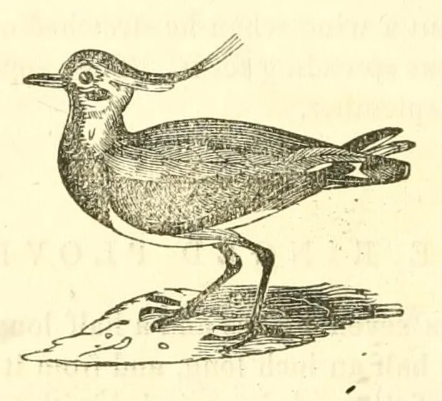 An illustration from The naturalist's library : containing scientific and popular descriptions of man, quadrupeds, birds, fishes, reptiles and insects, 1854, leaf 632