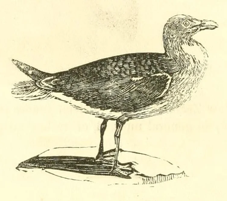 An illustration from The naturalist's library : containing scientific and popular descriptions of man, quadrupeds, birds, fishes, reptiles and insects, 1854, leaf 664