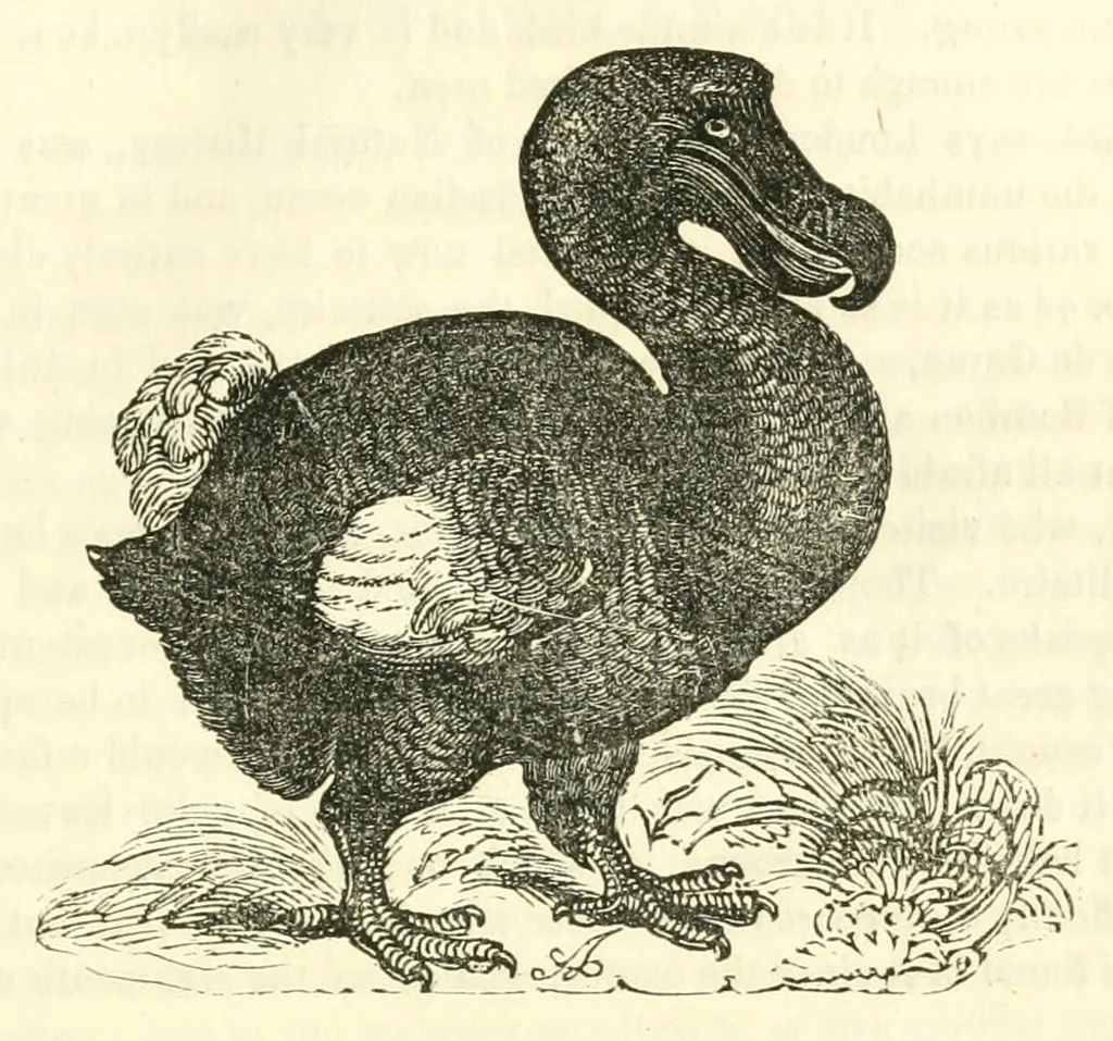 An illustration from The naturalist's library : containing scientific and popular descriptions of man, quadrupeds, birds, fishes, reptiles and insects, 1854, leaf 691