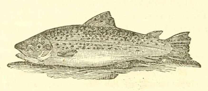 An illustration from The naturalist's library : containing scientific and popular descriptions of man, quadrupeds, birds, fishes, reptiles and insects, 1854, leaf 738