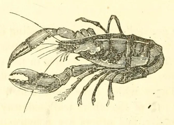 An illustration from The naturalist's library : containing scientific and popular descriptions of man, quadrupeds, birds, fishes, reptiles and insects, 1854, leaf 790
