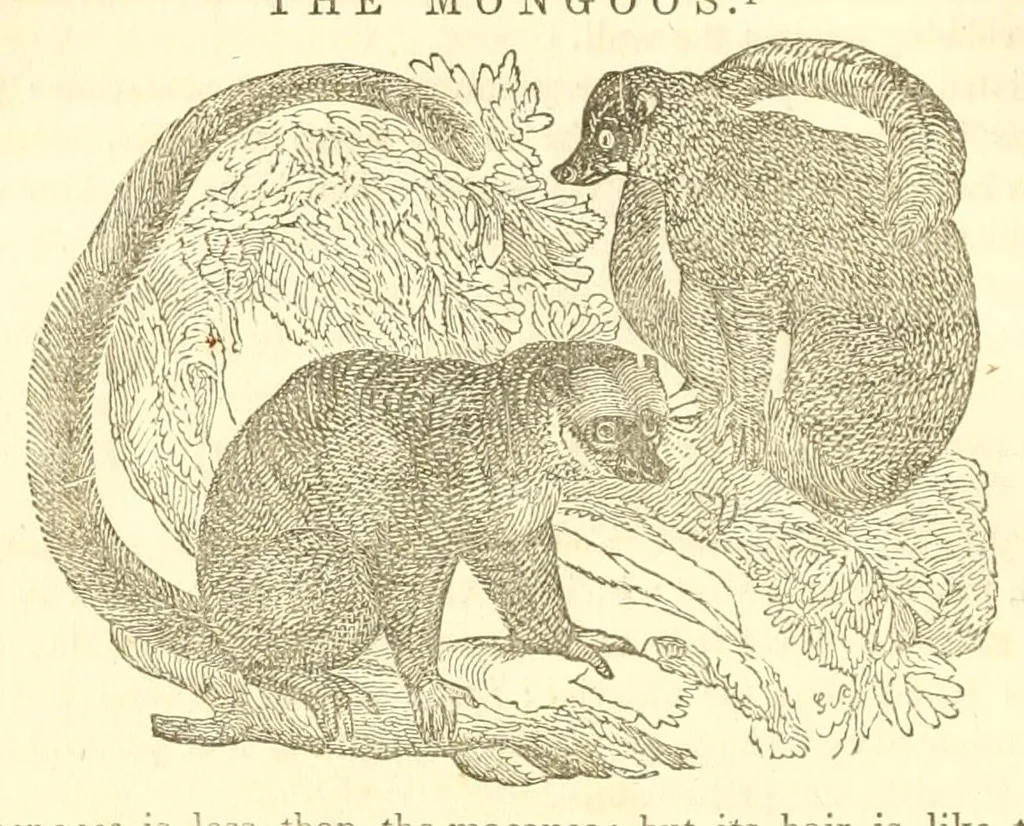 An illustration from The naturalist's library : containing scientific and popular descriptions of man, quadrupeds, birds, fishes, reptiles and insects, 1854, leaf 96