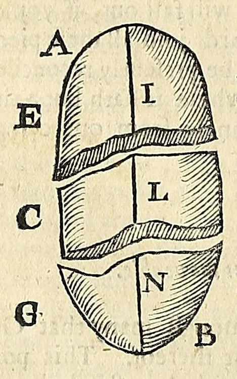 An illustration from Natural magick, 1658, leaf 208