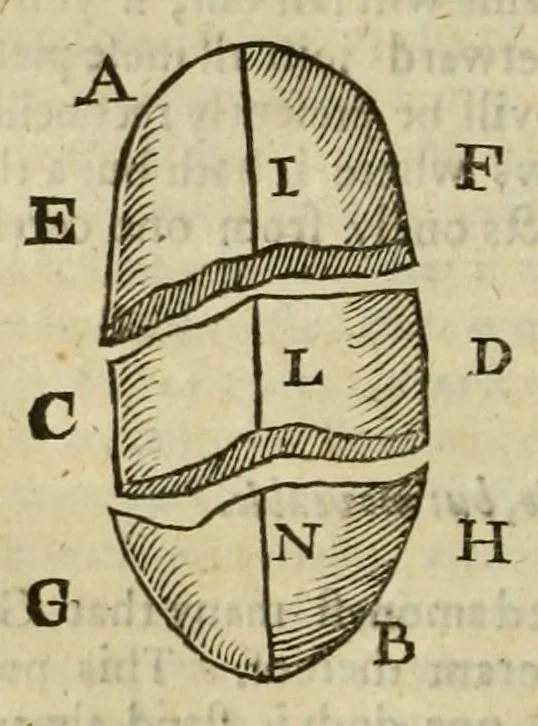 An illustration from Natural magick, 1658, leaf 210