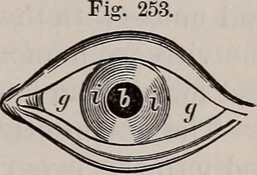 An illustration from A natural philosophy : embracing the most recent discoveries in the various branches of physics, and exhibiting the application of scientific principles in everyday life .., 1899, leaf 266