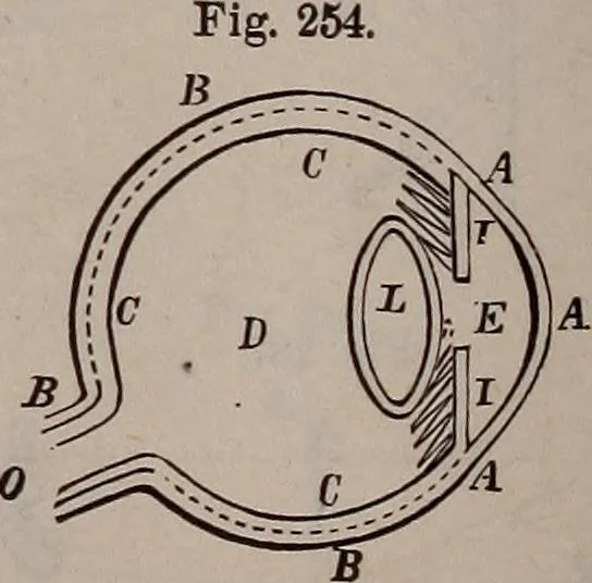 An illustration from A natural philosophy : embracing the most recent discoveries in the various branches of physics, and exhibiting the application of scientific principles in everyday life .., 1899, leaf 435