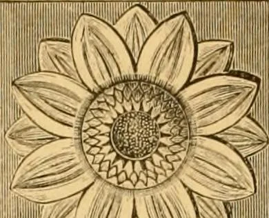 An illustration from Natural wood ornaments : for furniture manufacturers, architects, builders, interior decorators, stair builders, car builders, organ manufacturers, steamboat builders, etc., etc., 1883, leaf 17