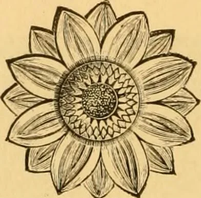 An illustration from Natural wood ornaments : for furniture manufacturers, architects, builders, interior decorators, stair builders, car builders, organ manufacturers, steamboat builders, etc., etc., 1883, leaf 17