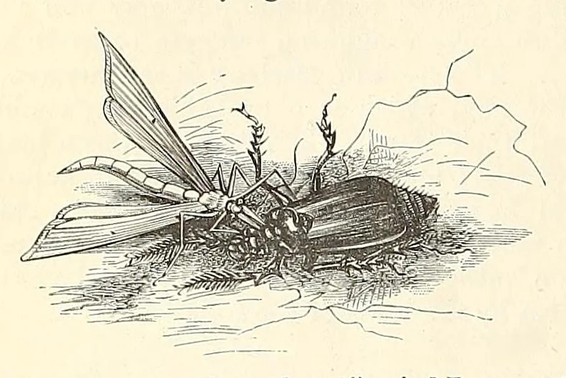 An illustration from Nature and art, 1866, leaf 164