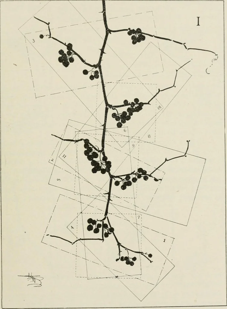 An illustration from Nature drawing from various points of view, 1910, leaf 102