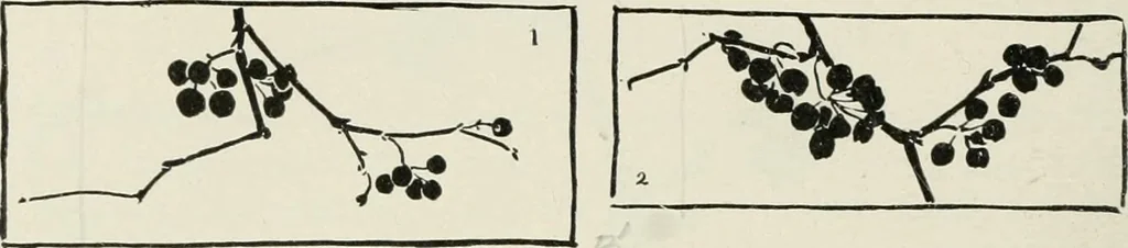 An illustration from Nature drawing from various points of view, 1910, leaf 103