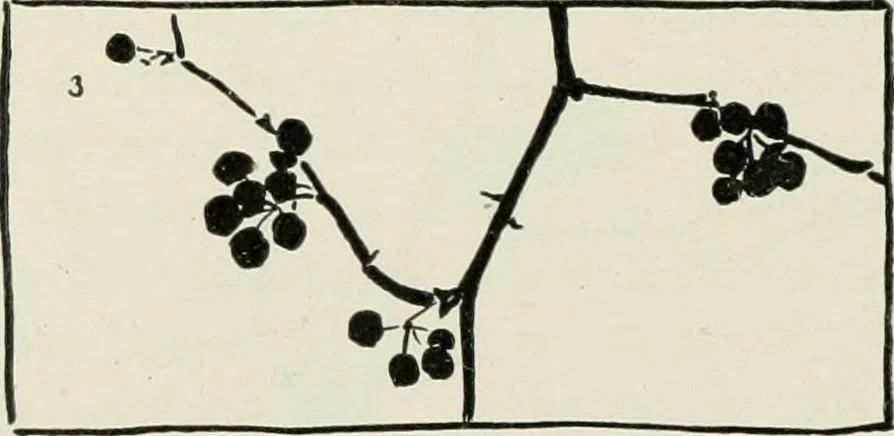 An illustration from Nature drawing from various points of view, 1910, leaf 103