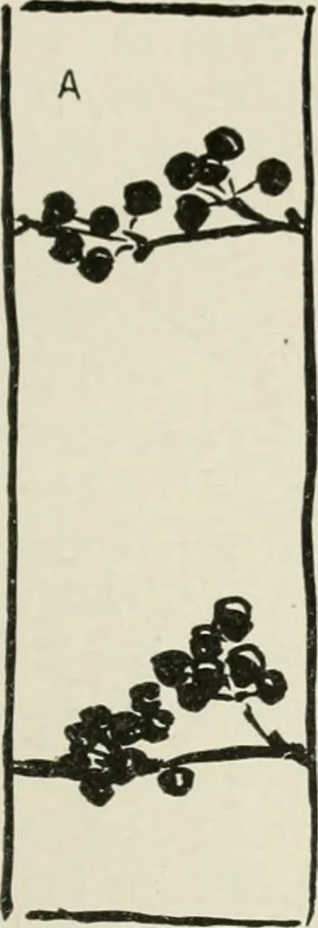 An illustration from Nature drawing from various points of view, 1910, leaf 104