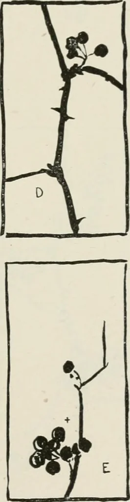An illustration from Nature drawing from various points of view, 1910, leaf 104