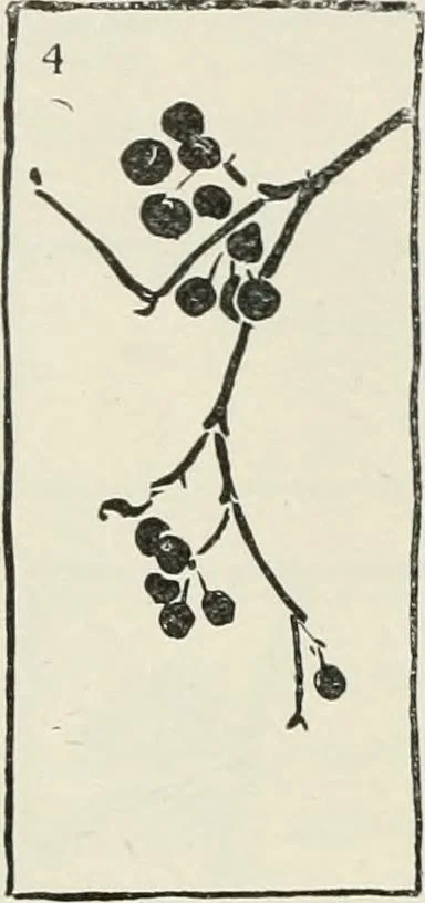 An illustration from Nature drawing from various points of view, 1910, leaf 105