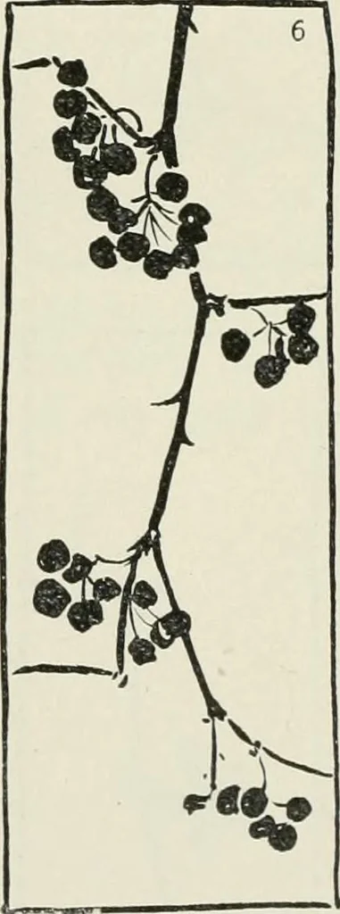 An illustration from Nature drawing from various points of view, 1910, leaf 105