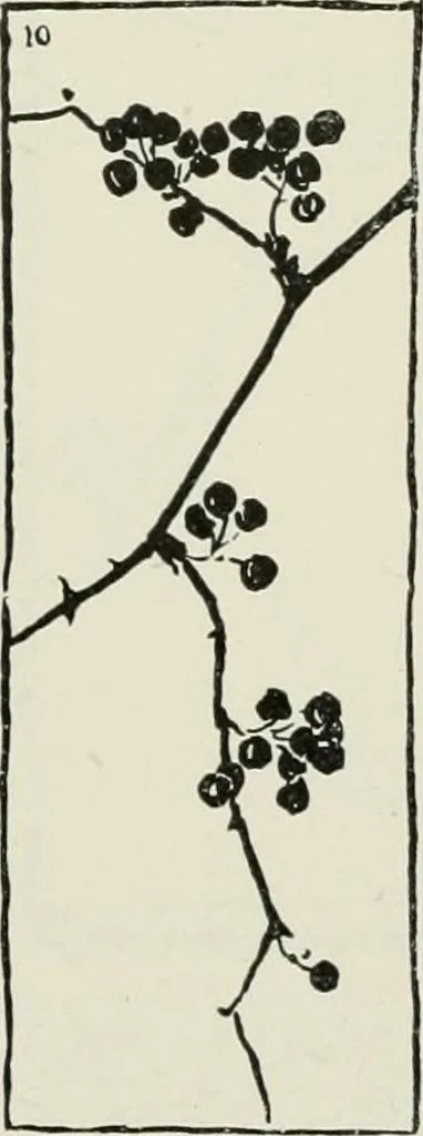 An illustration from Nature drawing from various points of view, 1910, leaf 107