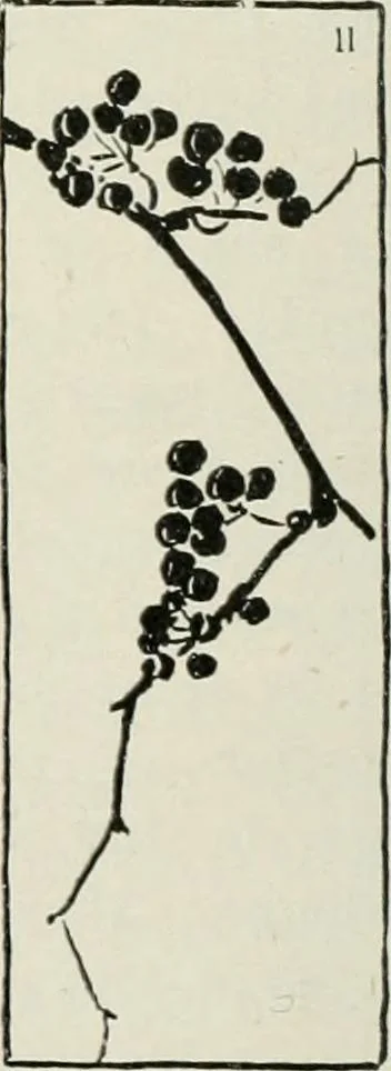 An illustration from Nature drawing from various points of view, 1910, leaf 107