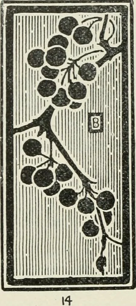An illustration from Nature drawing from various points of view, 1910, leaf 109