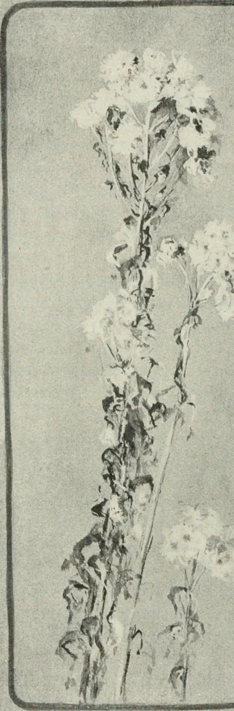 An illustration from Nature drawing from various points of view, 1910, leaf 115