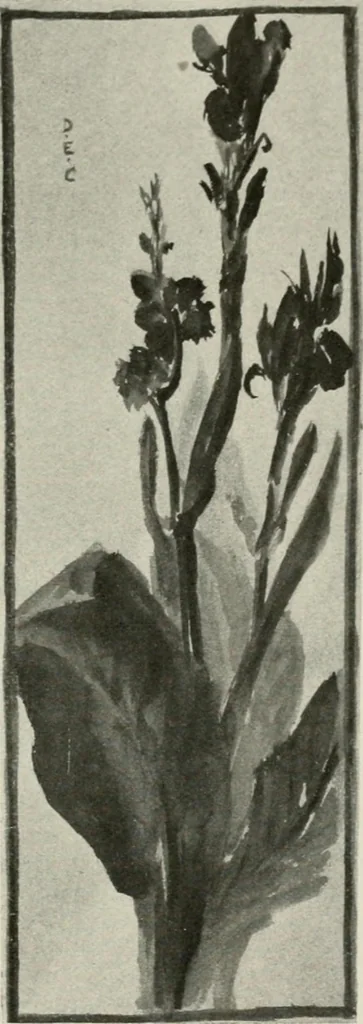An illustration from Nature drawing from various points of view, 1910, leaf 116