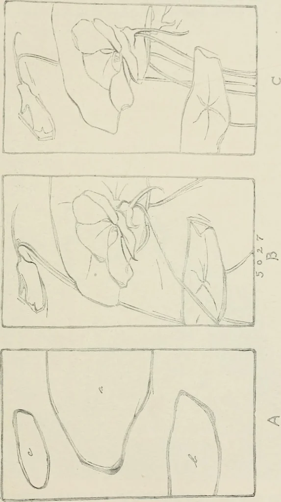 An illustration from Nature drawing from various points of view, 1910, leaf 122