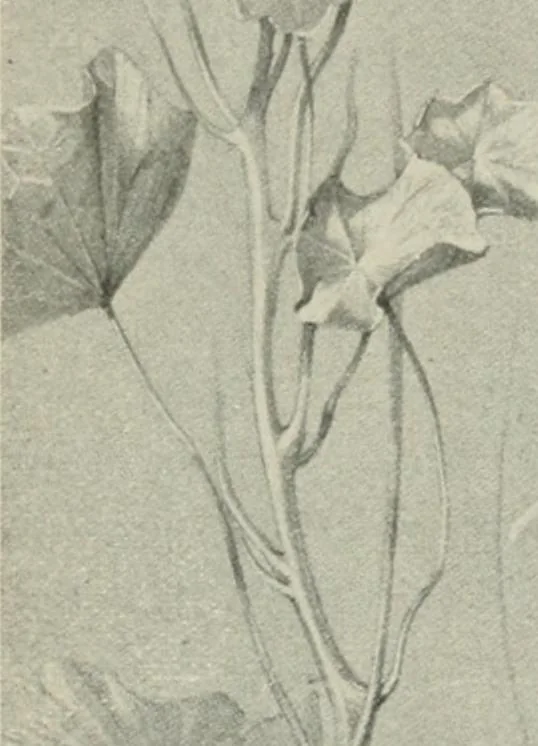 An illustration from Nature drawing from various points of view, 1910, leaf 128
