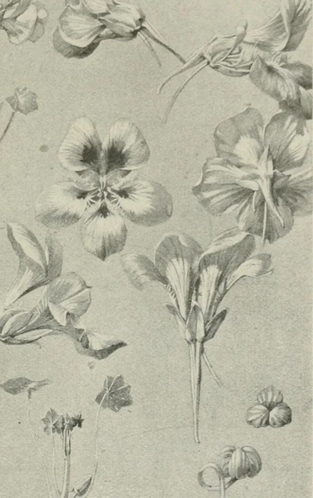 An illustration from Nature drawing from various points of view, 1910, leaf 128