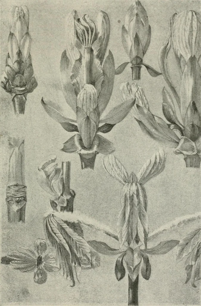 An illustration from Nature drawing from various points of view, 1910, leaf 130