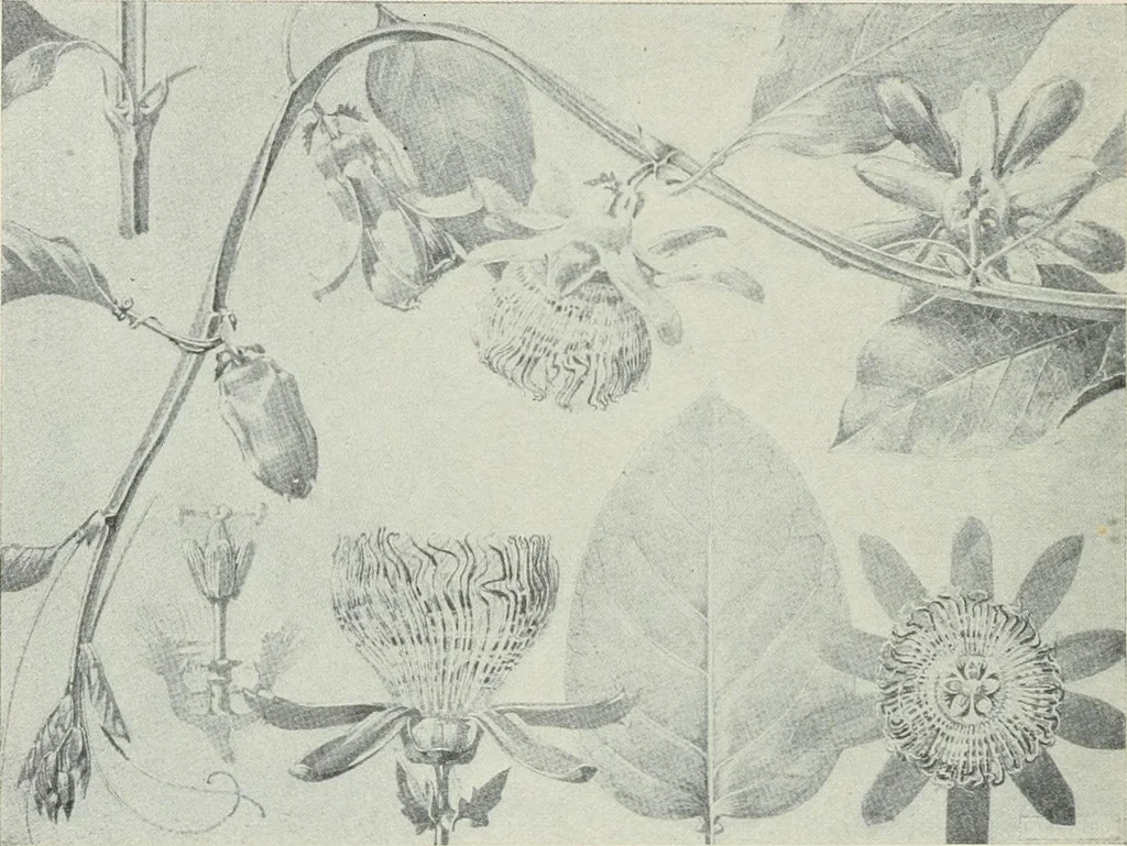 An illustration from Nature drawing from various points of view, 1910, leaf 131