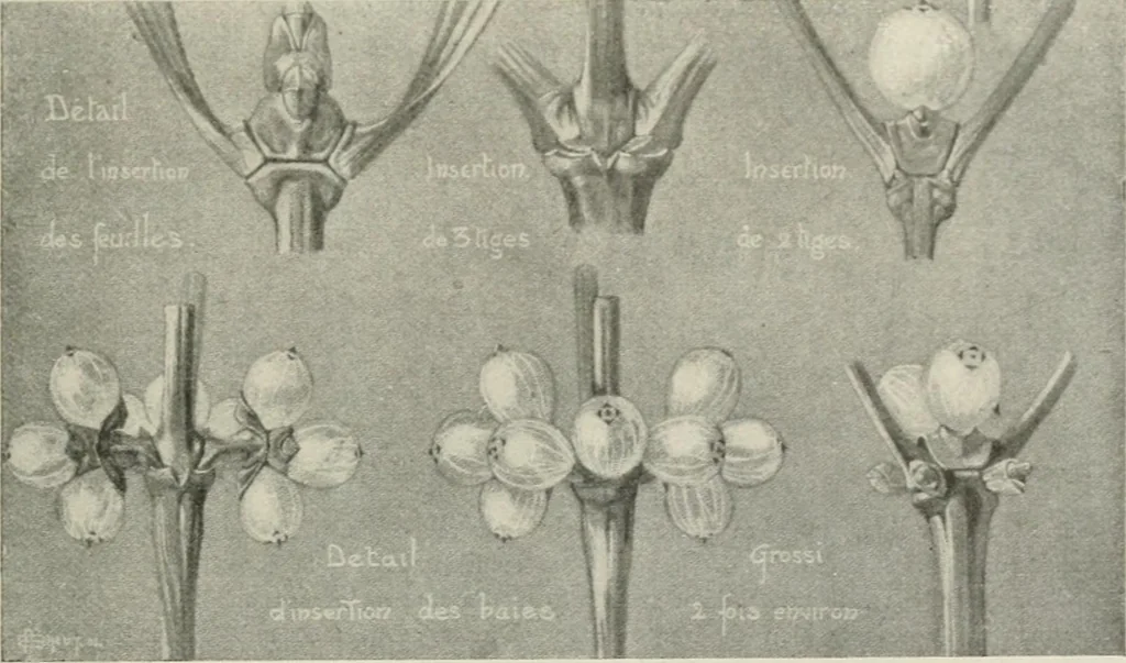 An illustration from Nature drawing from various points of view, 1910, leaf 132