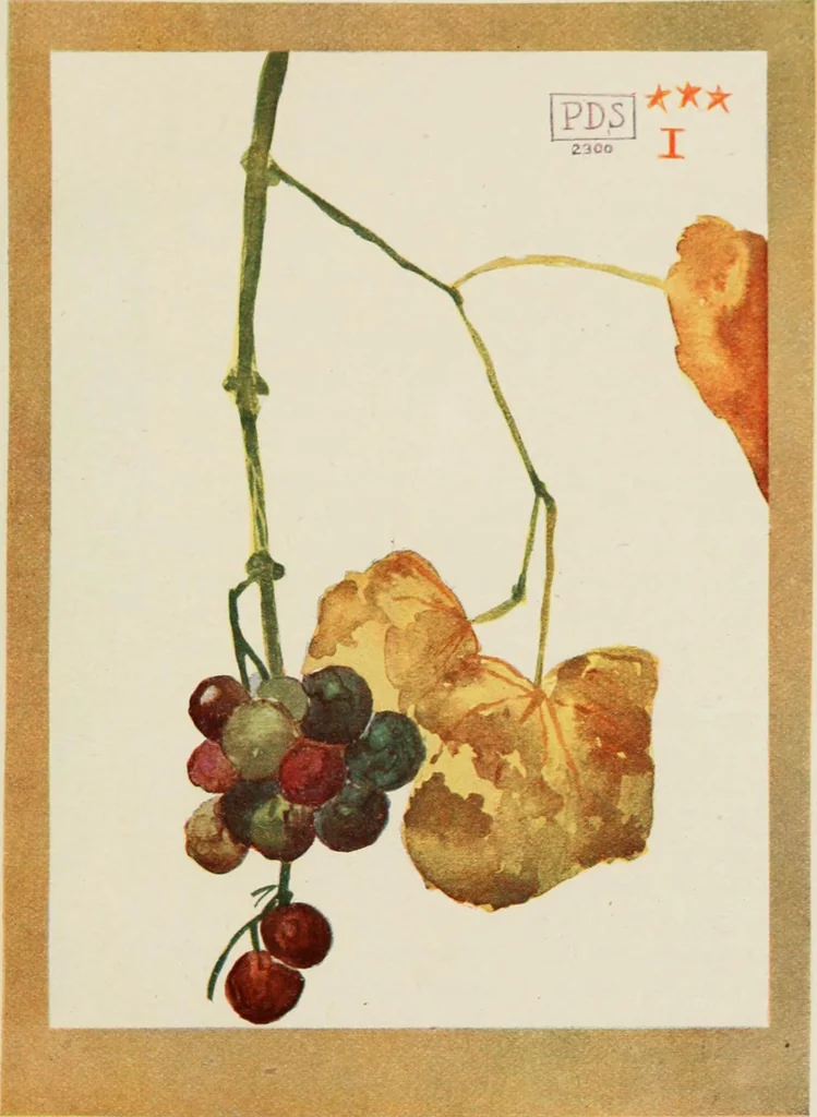 An illustration from Nature drawing from various points of view, 1910, leaf 134