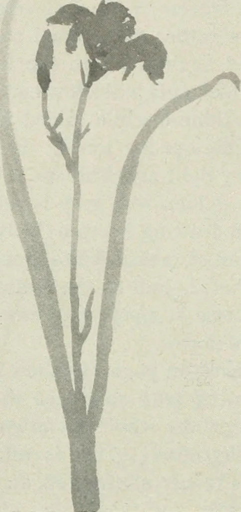 An illustration from Nature drawing from various points of view, 1910, leaf 137