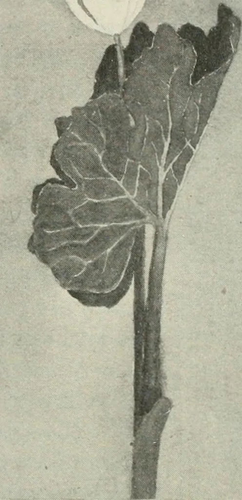 An illustration from Nature drawing from various points of view, 1910, leaf 137