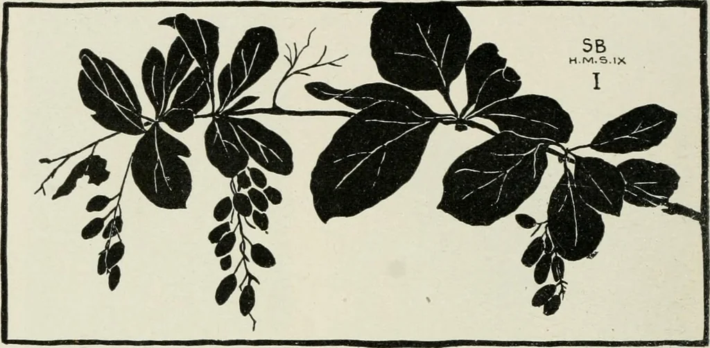 An illustration from Nature drawing from various points of view, 1910, leaf 139