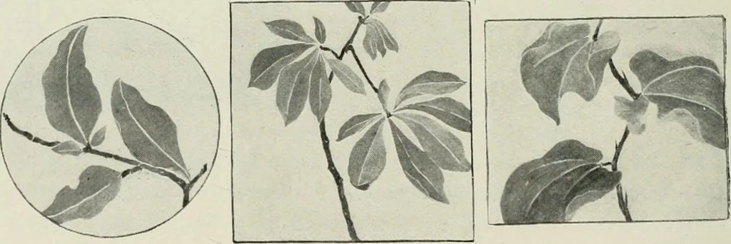 An illustration from Nature drawing from various points of view, 1910, leaf 139