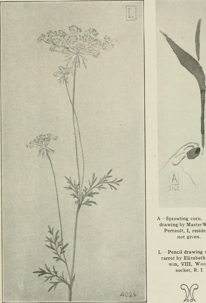 An illustration from Nature drawing from various points of view, 1910, leaf 140