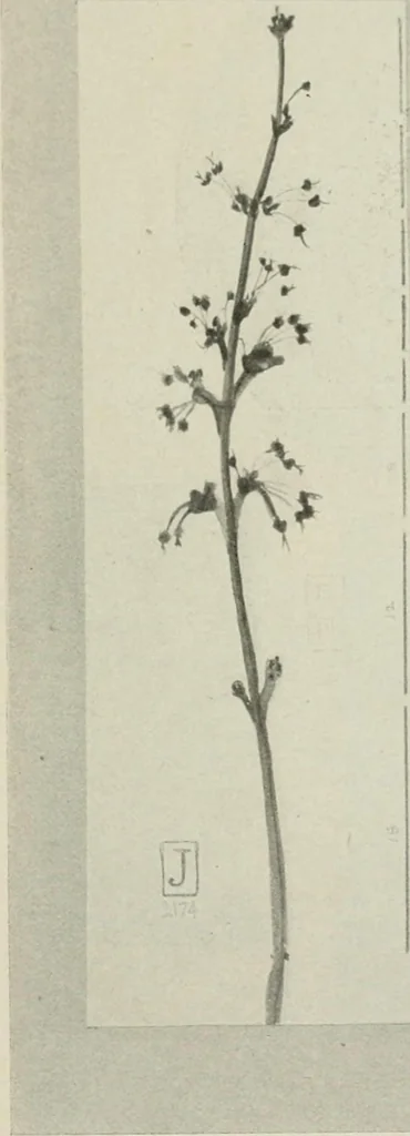An illustration from Nature drawing from various points of view, 1910, leaf 142