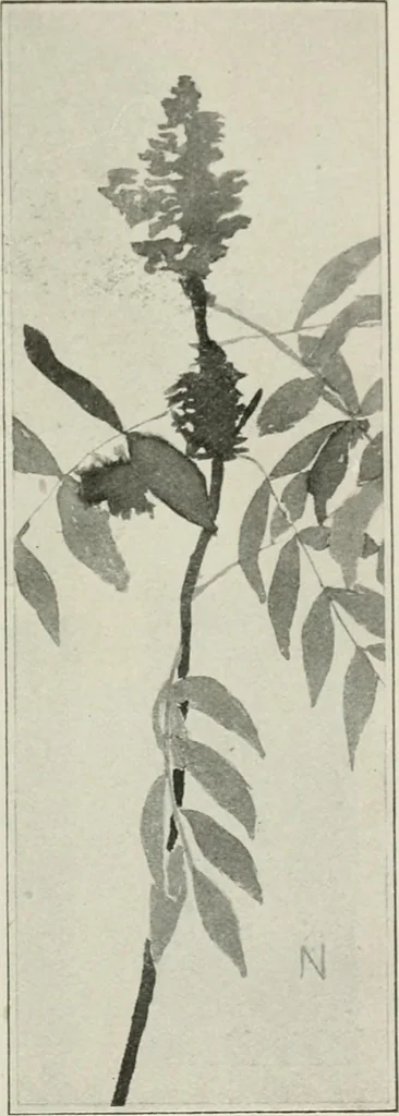 An illustration from Nature drawing from various points of view, 1910, leaf 142