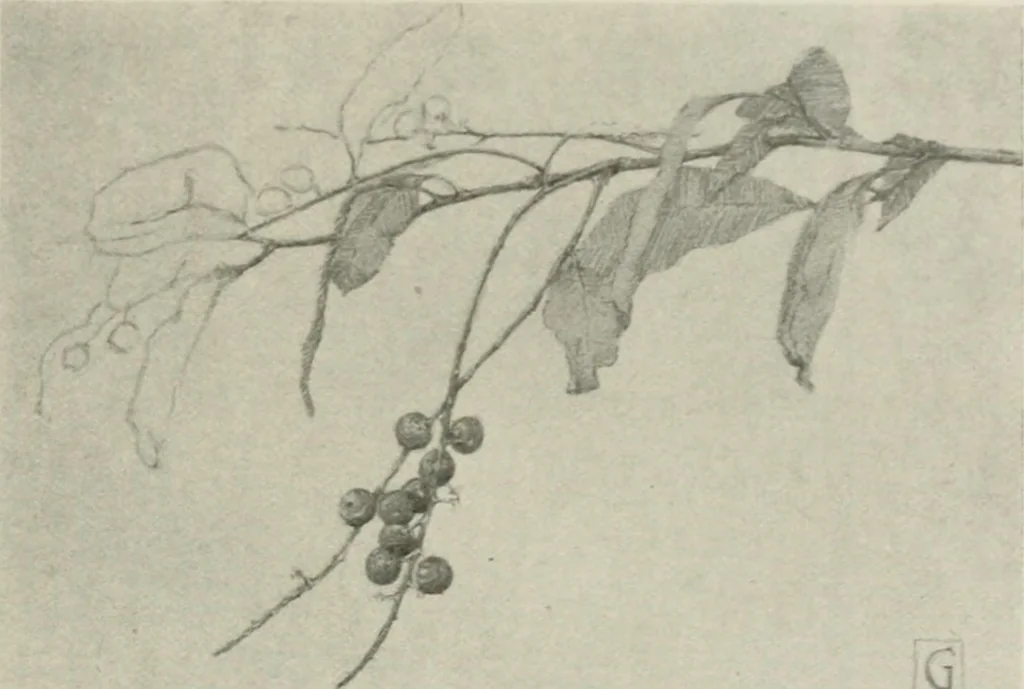 An illustration from Nature drawing from various points of view, 1910, leaf 144
