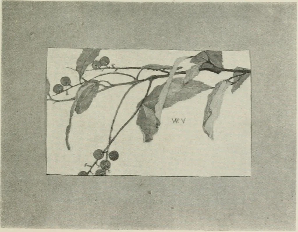 An illustration from Nature drawing from various points of view, 1910, leaf 144