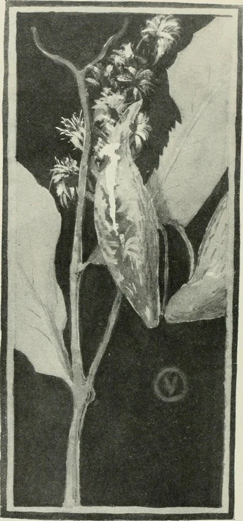 An illustration from Nature drawing from various points of view, 1910, leaf 145
