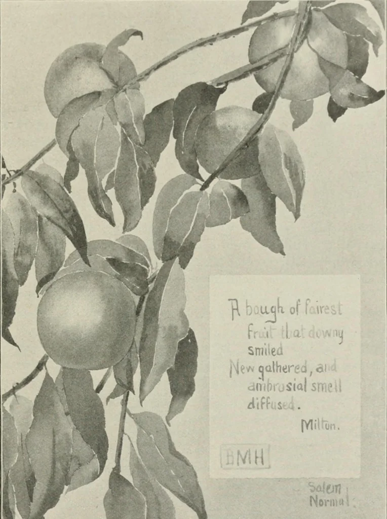 An illustration from Nature drawing from various points of view, 1910, leaf 146