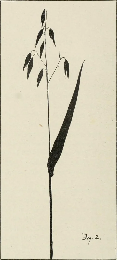 An illustration from Nature drawing from various points of view, 1910, leaf 151